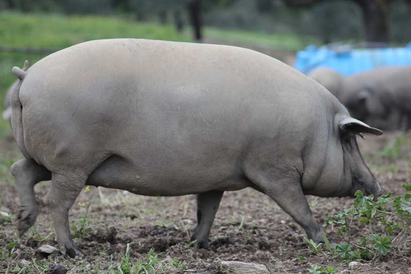 LE COCHON IBERIQUE